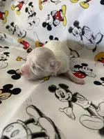 Carter, a male Morkie for sale in Centre, AL – Photo 1 of 3