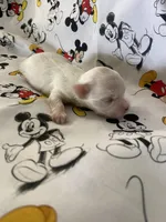 Carter, a male Morkie for sale in Centre, AL – Photo 3 of 3