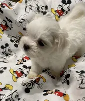 Jessie, a male Morkie for sale in Centre, AL – 2 of 3