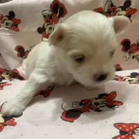Bella, a female Maltese for sale in Centre, AL – 2 of 3