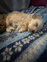 processed/341e76ca-dc87-4ed0-8d60-bf724e5169c1/listing/e5b6ce35-a954-4b50-9b2e-893535255f23/288b6e02-7fec-4806-bb8a-a8ff5c2f53a2