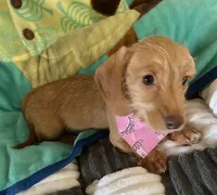 Hannah, a female Dachshund for sale in Centre, AL – 2 of 3