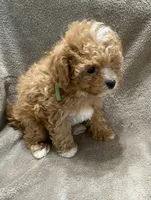 Luke, a male Maltipoo for sale in Centre, AL – 2 of 4