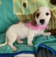 Dottie, a male Dachshund and Yorkshire Terrier for sale in Centre, AL – 3 of 3