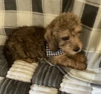 Thor, a male Dachshund and Yorkshire Terrier for sale in Centre, AL – 3 of 3