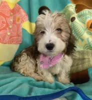 Mercy, a male Dachshund and Yorkshire Terrier for sale in Centre, AL – 2 of 3