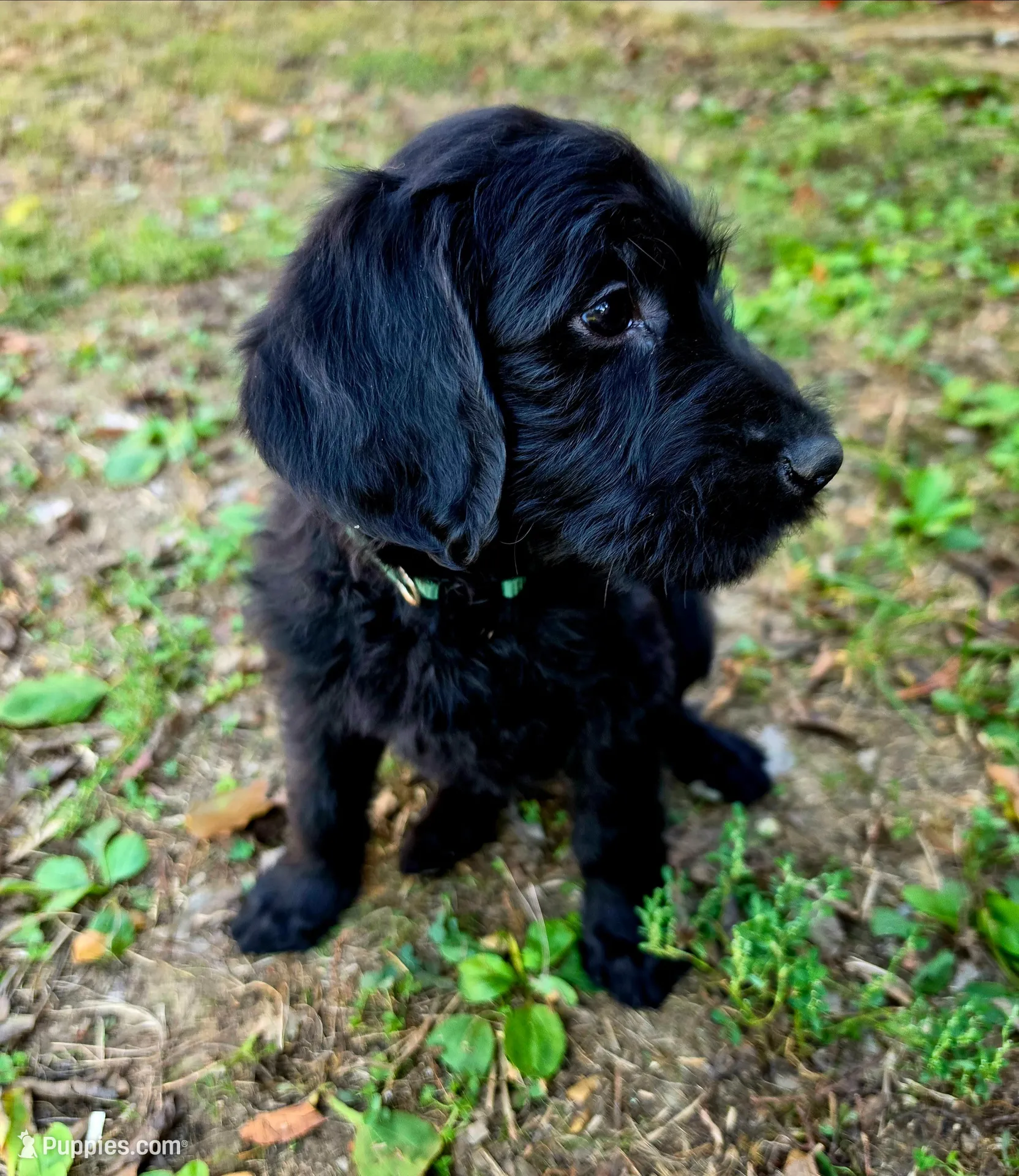 F1B Labradoodle (Dark Green), a male Labradoodle for sale in Hermitage, TN – 2 of 2