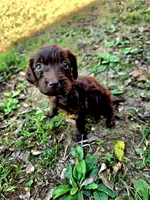 F1B Labradoodle (Light Blue), a female Labradoodle for sale in Hermitage, TN – 2 of 2
