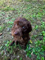 F1B Labradoodle (Black), a female Labradoodle for sale in Hermitage, TN – 2 of 2