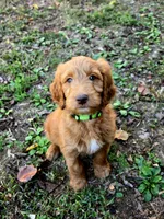 F1B Labradoodle (Light Green), a female Labradoodle for sale in Hermitage, TN – 2 of 2