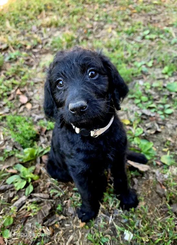 F1B Labradoodle (Gold) – Labradoodle puppy for sale in Hermitage, TN