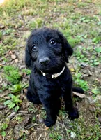 F1B Labradoodle (Gold), a male Labradoodle for sale in Hermitage, TN – 1 of 2