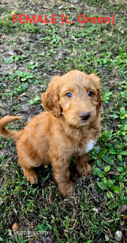 F1B Labradoodle (Light Green) – Labradoodle puppy for sale in Hermitage, TN