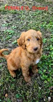 F1B Labradoodle (Light Green), a female Labradoodle for sale in Hermitage, TN – 1 of 2