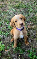 F1B Labradoodle (Purple), a female Labradoodle for sale in Hermitage, TN – 2 of 2
