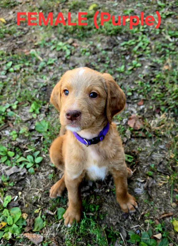 F1B Labradoodle (Purple) – Labradoodle puppy for sale in Hermitage, TN