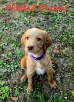 F1B Labradoodle (Purple), a female Labradoodle for sale in Hermitage, TN – 1 of 2