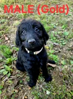 F1B Labradoodle (Gold), a male Labradoodle for sale in Hermitage, TN – 2 of 2