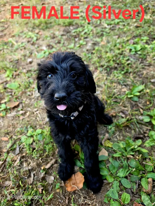 F1B Labradoodle (Silver) – Labradoodle puppy for sale in Hermitage, TN
