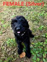 F1B Labradoodle (Silver), a female Labradoodle for sale in Hermitage, TN – 1 of 2