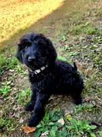 F1B Labradoodle (Silver), a female Labradoodle for sale in Hermitage, TN – 2 of 2