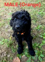 F1B Labradoodle (Orange), a male Labradoodle for sale in Hermitage, TN – 1 of 2