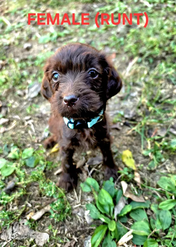 F1B Labradoodle (Light Blue) – Labradoodle puppy for sale in Hermitage, TN