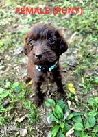 F1B Labradoodle (Light Blue), a female Labradoodle for sale in Hermitage, TN – 1 of 2