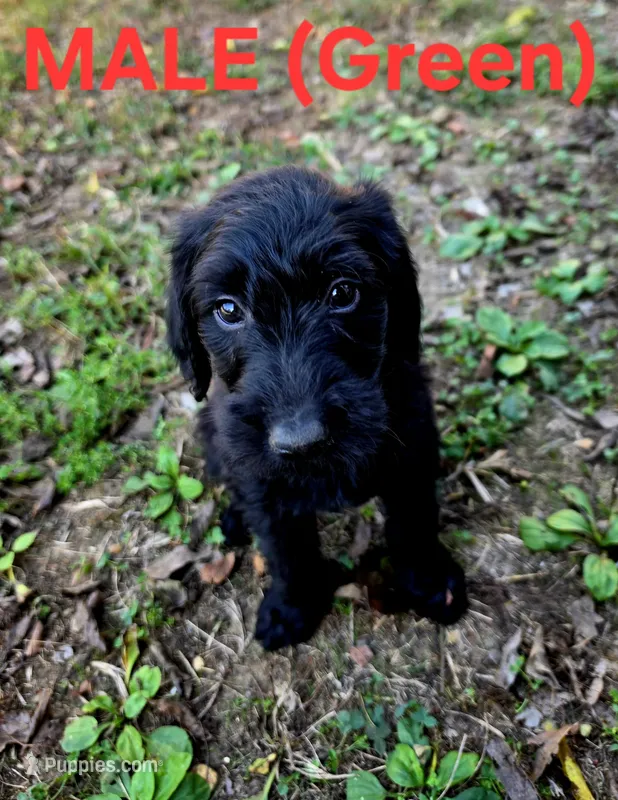 F1B Labradoodle (Dark Green) – Labradoodle puppy for sale in Hermitage, TN