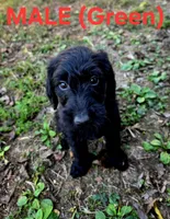 F1B Labradoodle (Dark Green), a male Labradoodle for sale in Hermitage, TN – 1 of 2