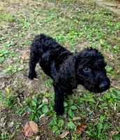 F1B Labradoodle (Orange), a male Labradoodle for sale in Hermitage, TN – 2 of 2