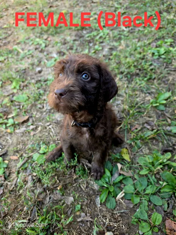 F1B Labradoodle (Black) – Labradoodle puppy for sale in Hermitage, TN