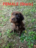 F1B Labradoodle (Black), a female Labradoodle for sale in Hermitage, TN – 1 of 2