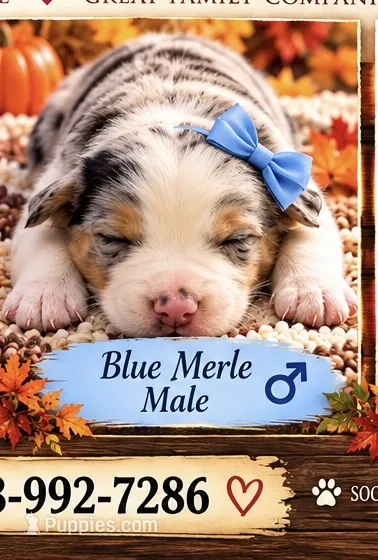 RoyBoy – Australian Shepherd puppy for sale in Fork, SC