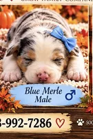 RoyBoy, a female Australian Shepherd for sale in Fork, SC – 1 of 1