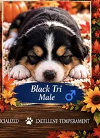 Dundee, a male Australian Shepherd for sale in Fork, SC – 1 of 1