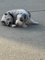RoyBoy-blue eyes , a female Australian Shepherd for sale in Fork, SC – 5 of 6