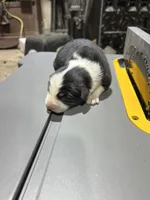 Dundee-blue eyes, a male Australian Shepherd for sale in Fork, SC – 6 of 6