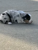 RoyBoy-blue eyes , a female Australian Shepherd for sale in Fork, SC – 4 of 6