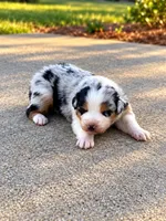 Bluejean-blue eyes , a female Australian Shepherd for sale in Fork, SC – 1 of 5
