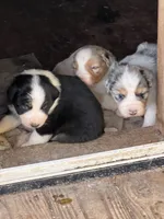 RoyBoy-blue eyes , a female Australian Shepherd for sale in Fork, SC – 6 of 6