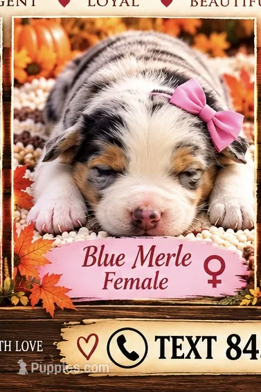 Bluejean – Australian Shepherd puppy for sale in Fork, SC
