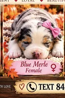 Bluejean, a female Australian Shepherd for sale in Fork, SC – 1 of 1