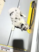 RoyBoy-blue eyes , a female Australian Shepherd for sale in Fork, SC – 3 of 6