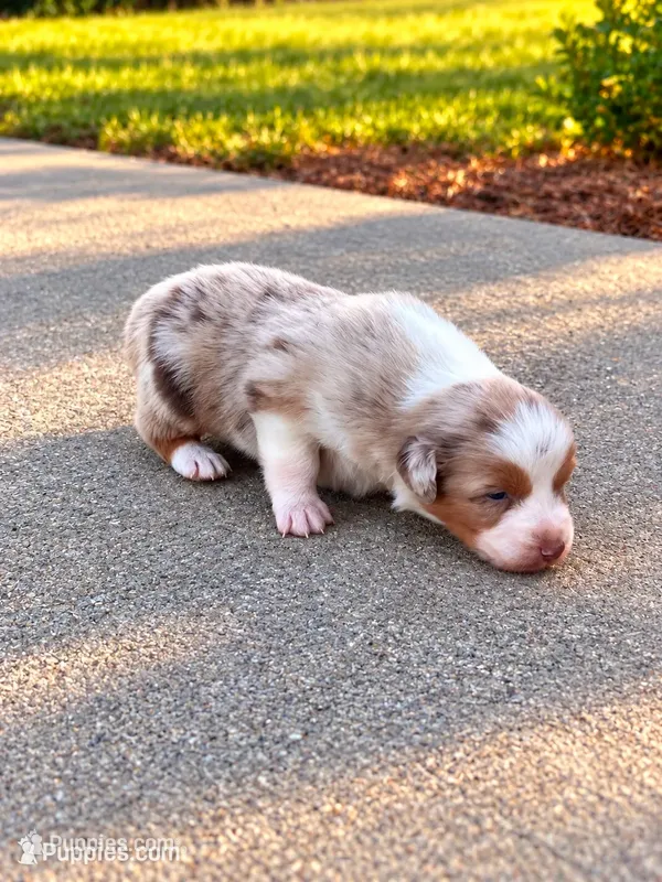 Poppy-blue eyes  – Australian Shepherd puppy for sale in Fork, SC