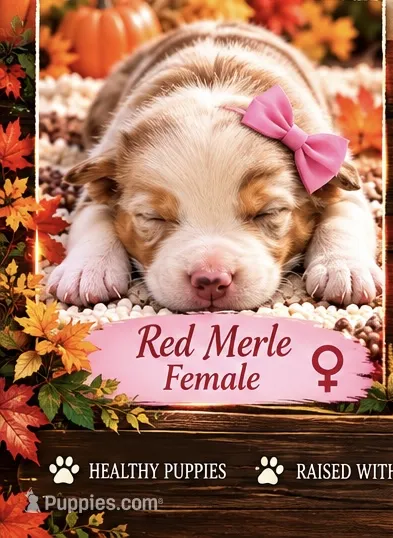 Poppy – Australian Shepherd puppy for sale in Fork, SC