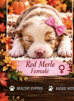 Poppy, a female Australian Shepherd for sale in Fork, SC – 1 of 1