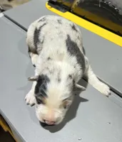 Bluejean-blue eyes , a female Australian Shepherd for sale in Fork, SC – 5 of 5