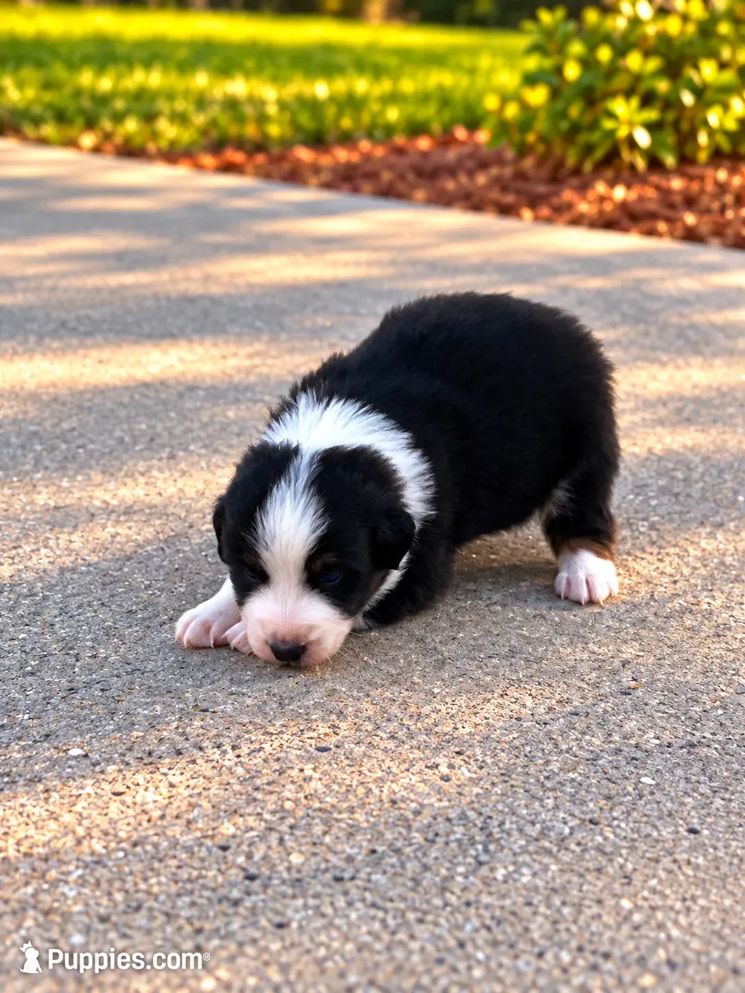 Dundee-blue eyes, a male Australian Shepherd for sale in Fork, SC – 1 of 6