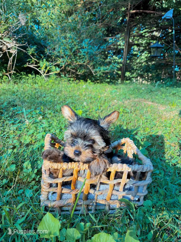 Tido  – Yorkshire Terrier puppy for sale in Clarkesville, GA